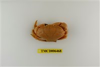 藏品(羅氏毛足蟹)的圖片